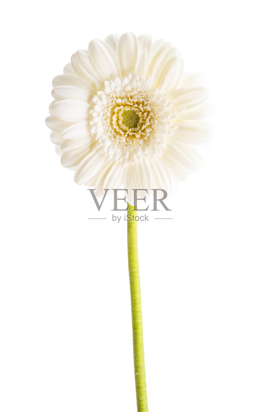 美丽的非洲菊花孤立照片摄影图片