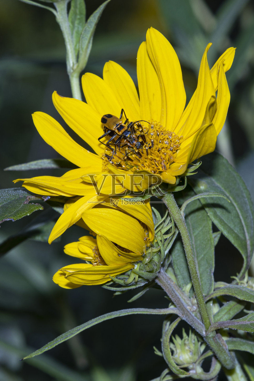 黄花A1R_8799上的黄花甲虫照片摄影图片
