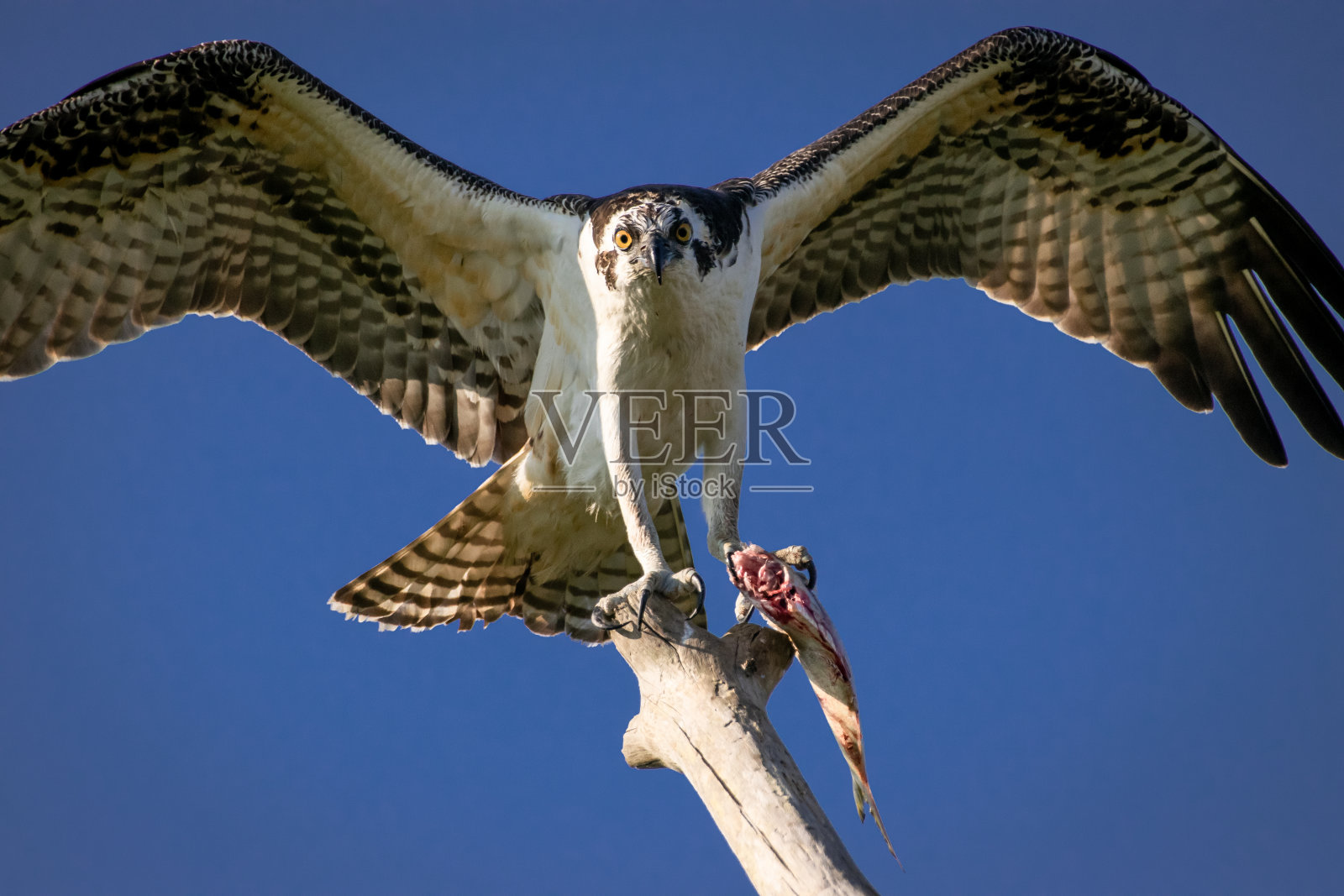 鱼鹰展开翅膀栖息在树上照片摄影图片