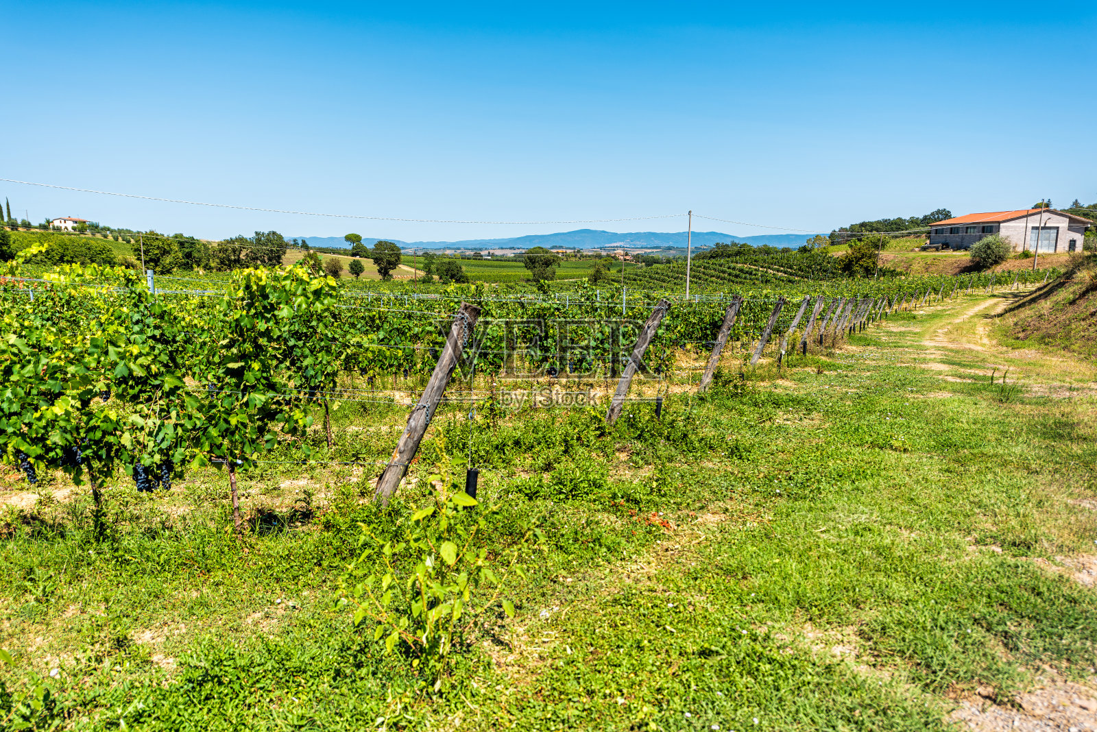 葡萄挂葡萄藤在意大利托斯卡纳的蒙特普恰诺葡萄园，夏日的蓝天和农舍别墅照片摄影图片
