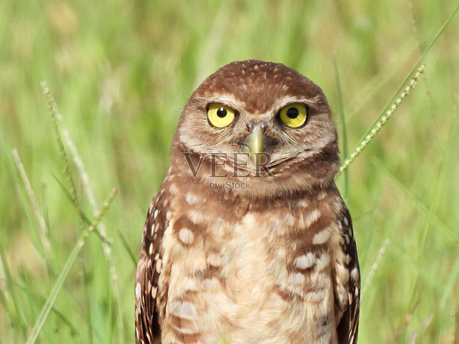 洞鸮(Athene cucularia)看着相机照片摄影图片