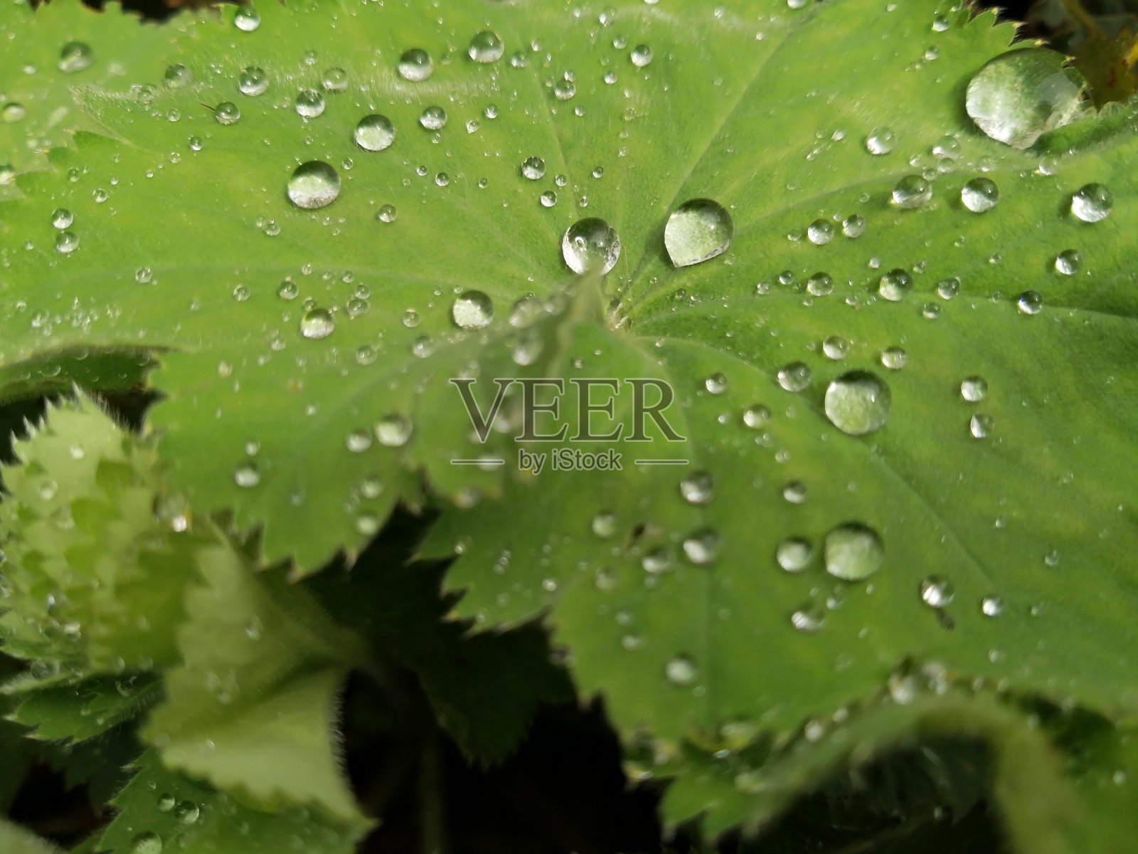 带水珠的叶子照片摄影图片