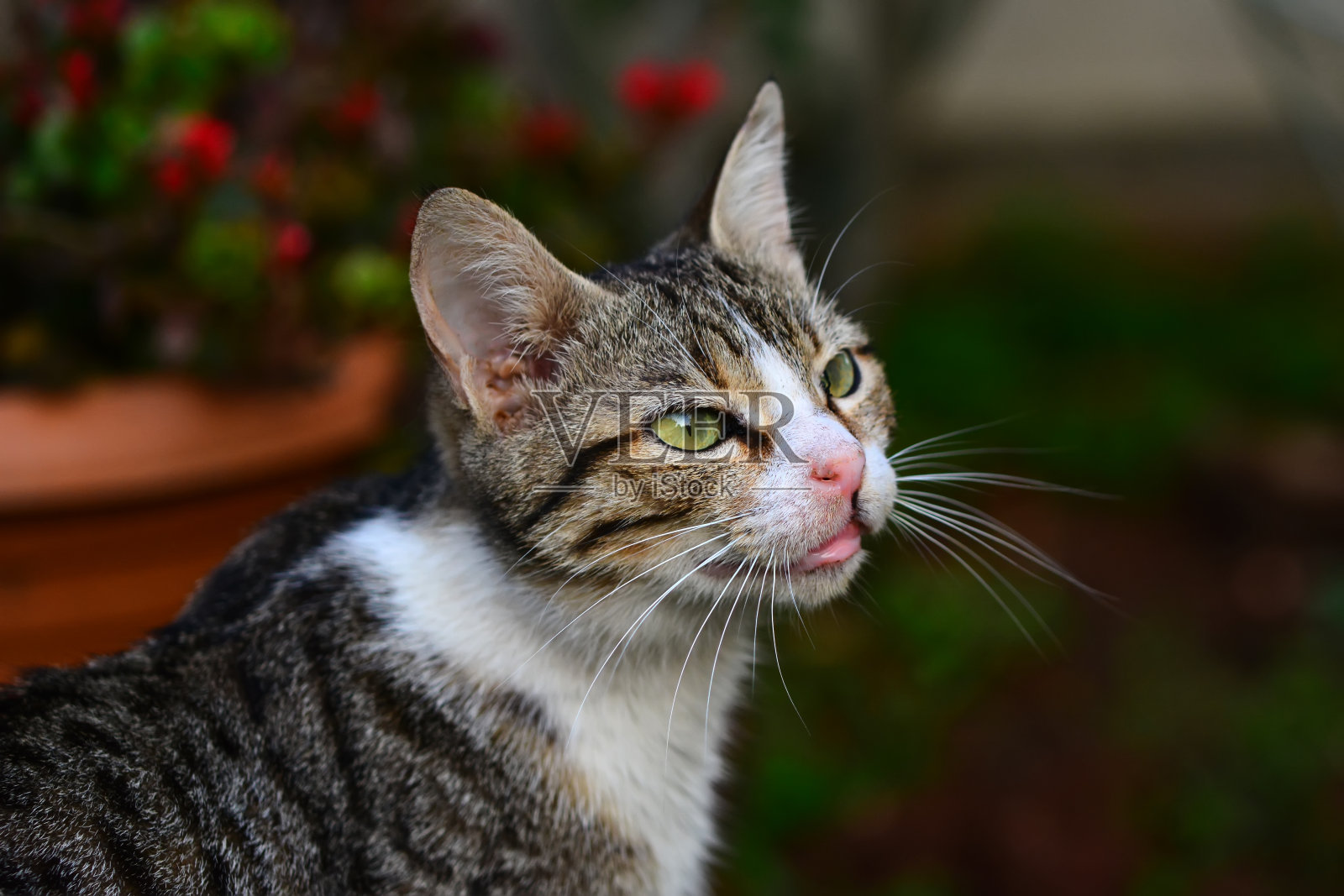 灰猫肖像流浪猫看着相机在街道小巷绿色的眼睛照片摄影图片