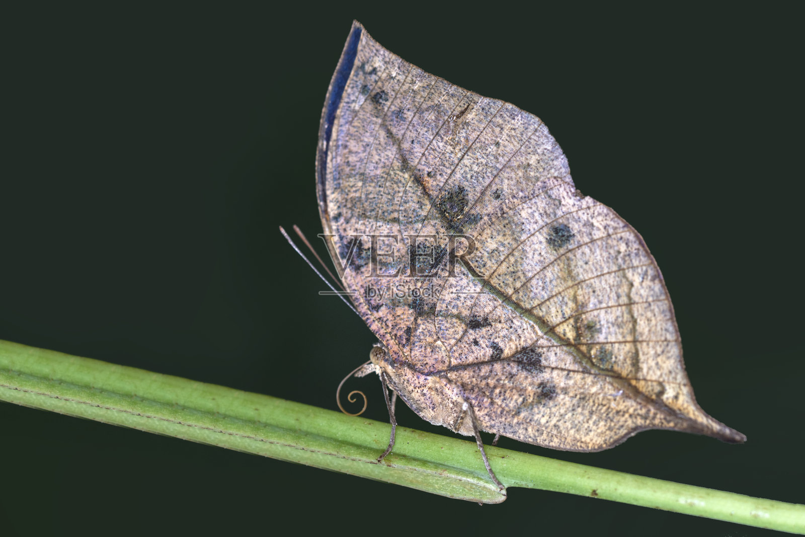特写美丽的蝴蝶和花在花园里。照片摄影图片