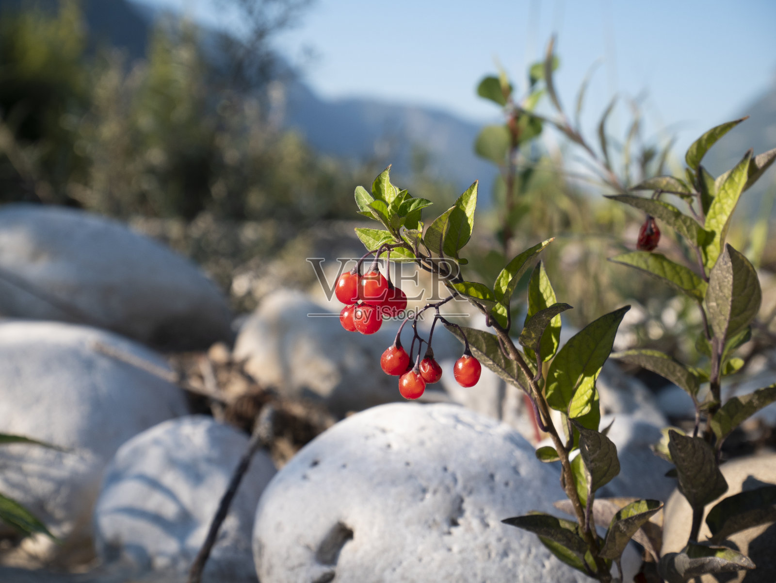 一种有毒的植物。带有红色浆果的野生植物含有有毒物质。欺骗性的水果。照片摄影图片
