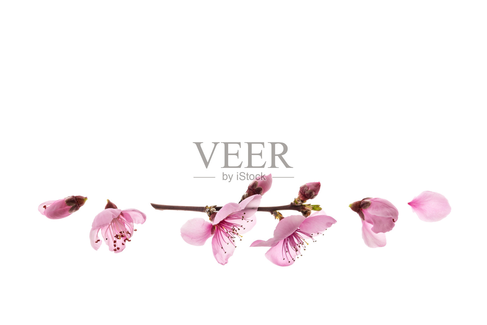 樱花盛开孤立的白色背景与上面的复制空间照片摄影图片