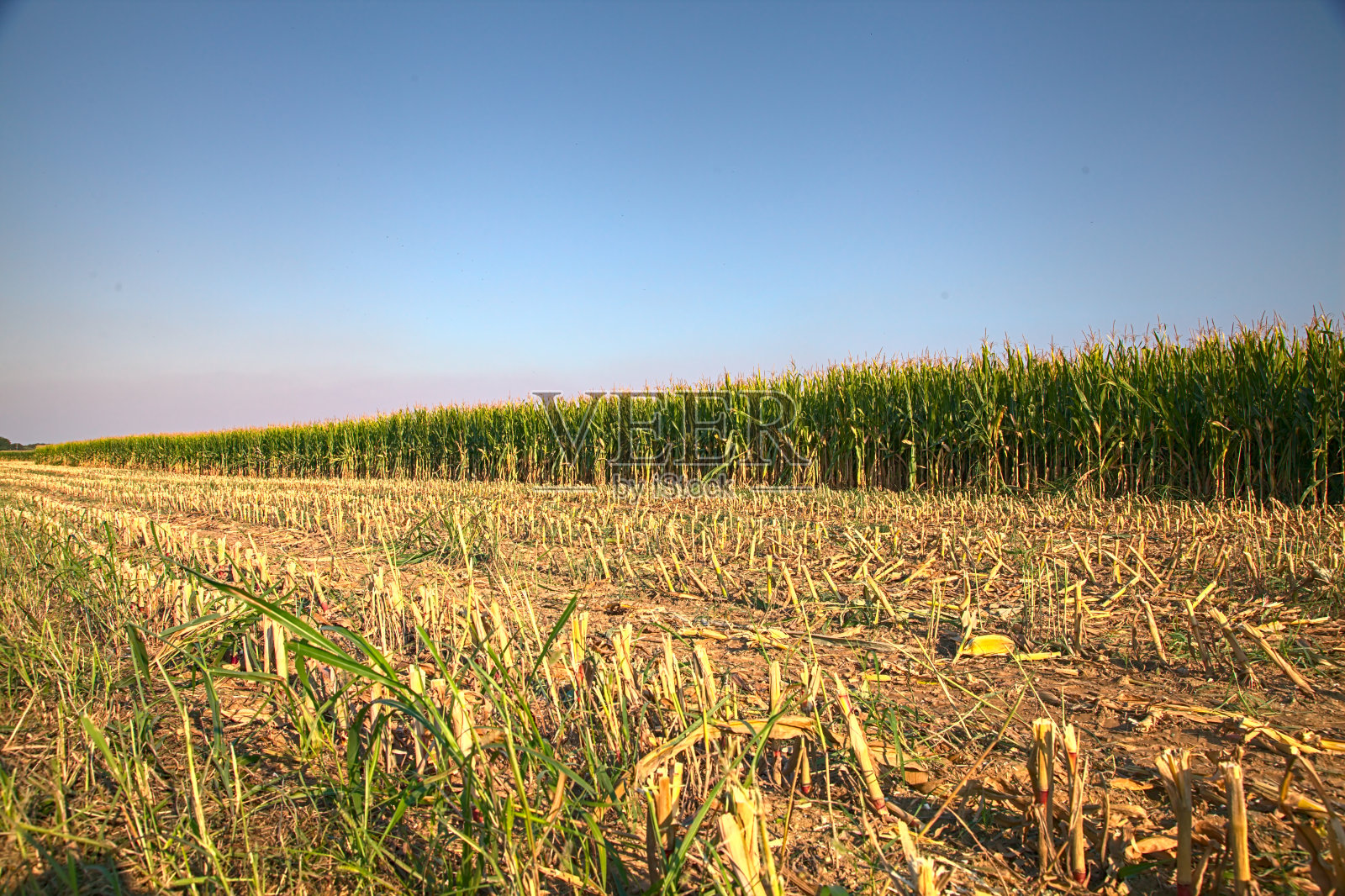 在夏末的收获季节，乡间有镰刀状植株的玉米田照片摄影图片