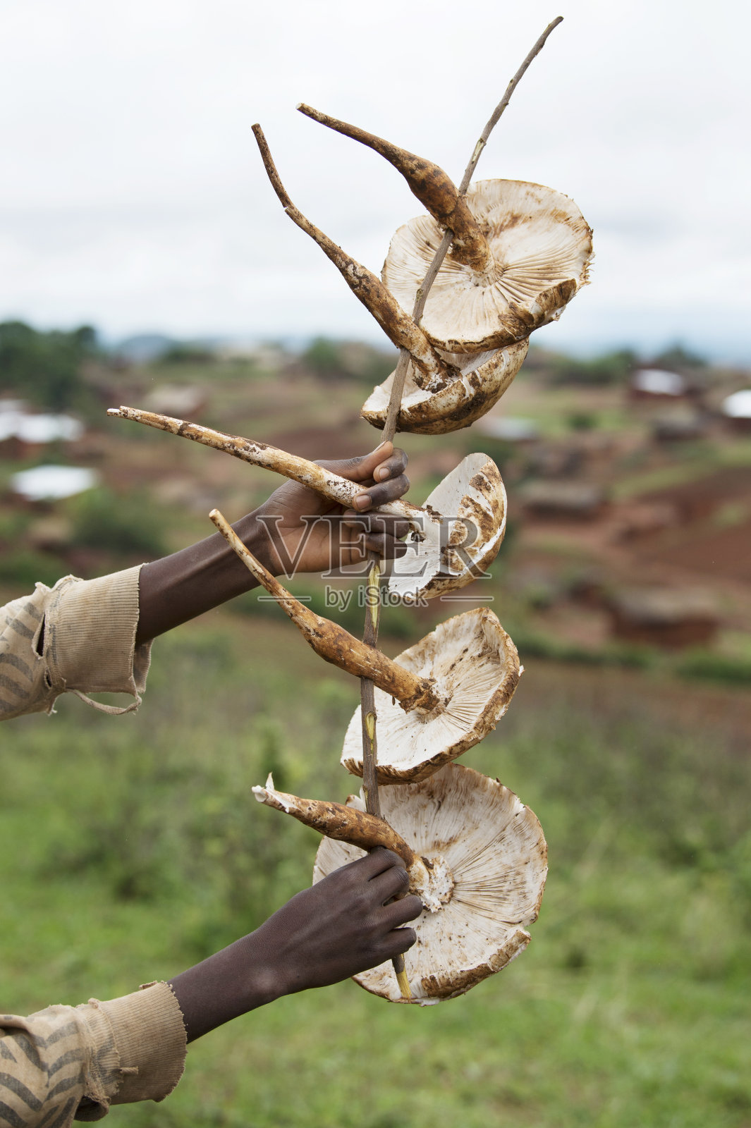 非洲的大蘑菇照片摄影图片