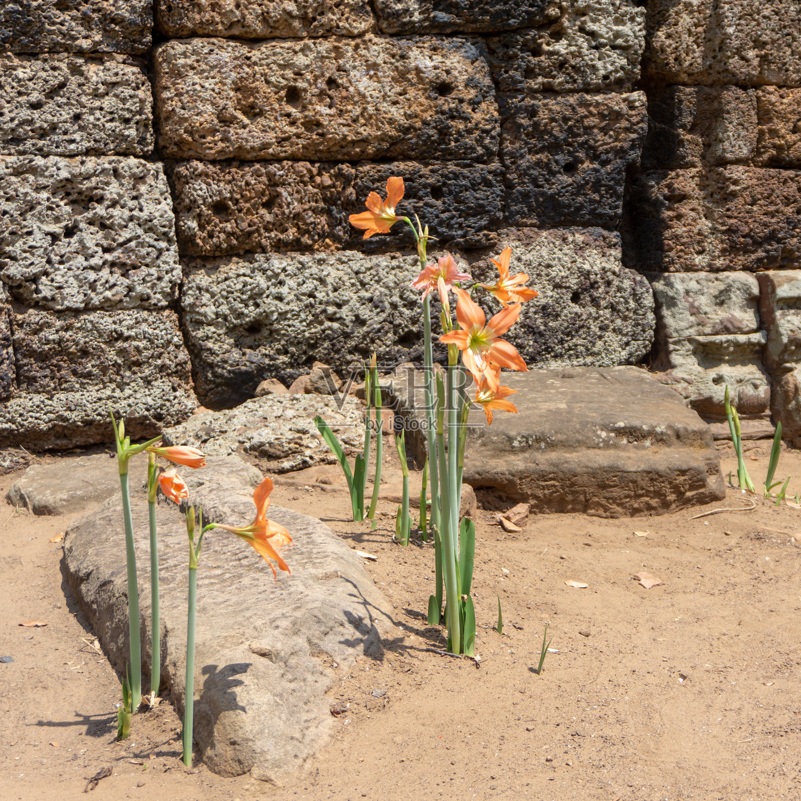 金边巴南寺的鲜花照片摄影图片