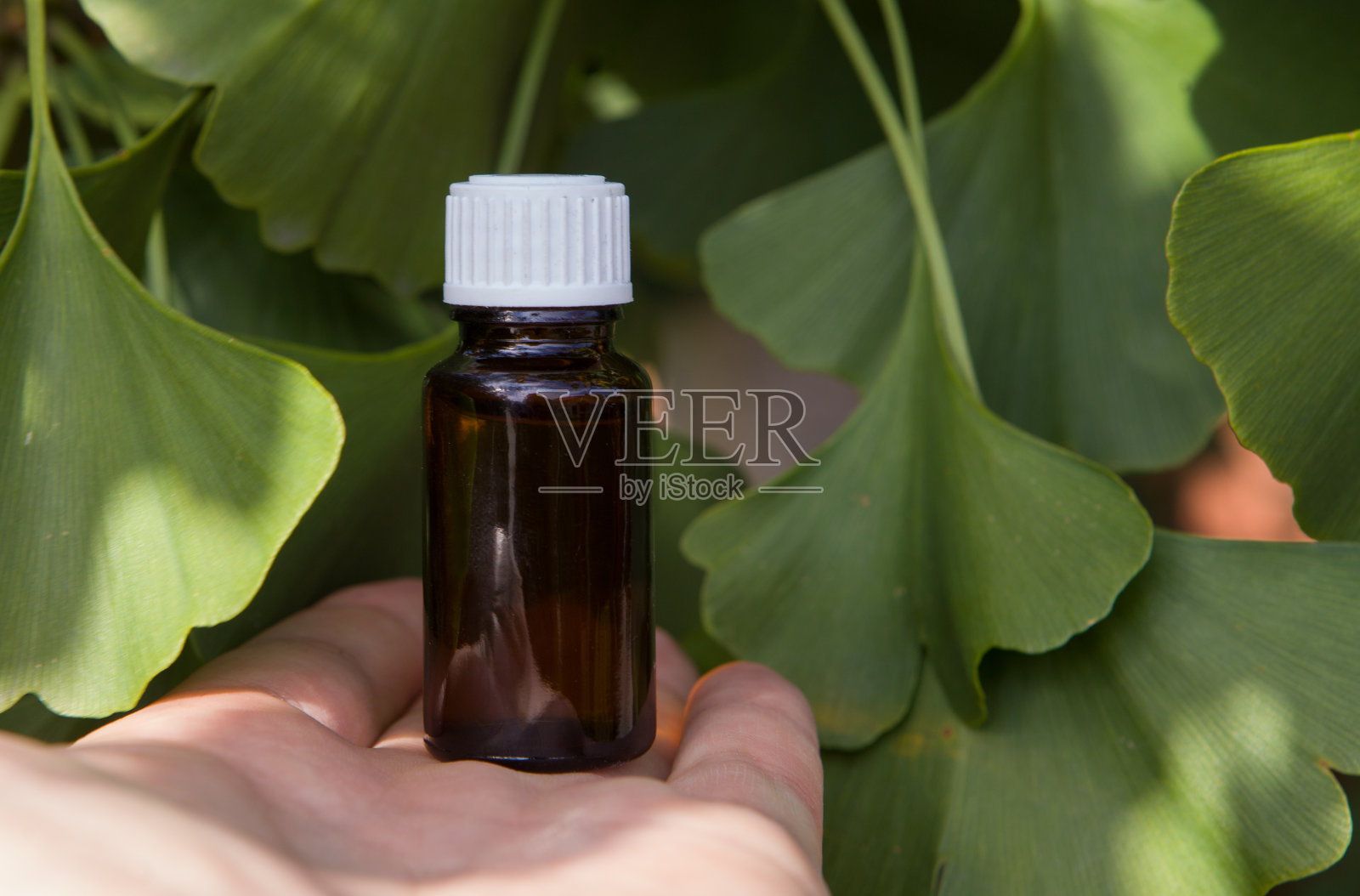 瓶装银杏精华和新鲜树叶。照片摄影图片