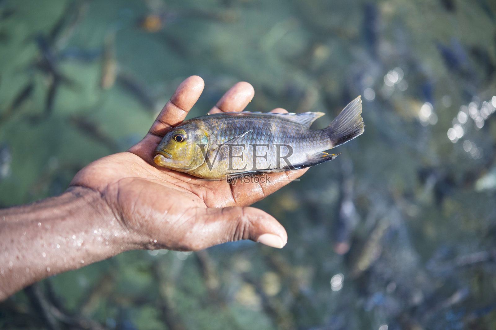 非洲马拉维湖的渔获照片摄影图片