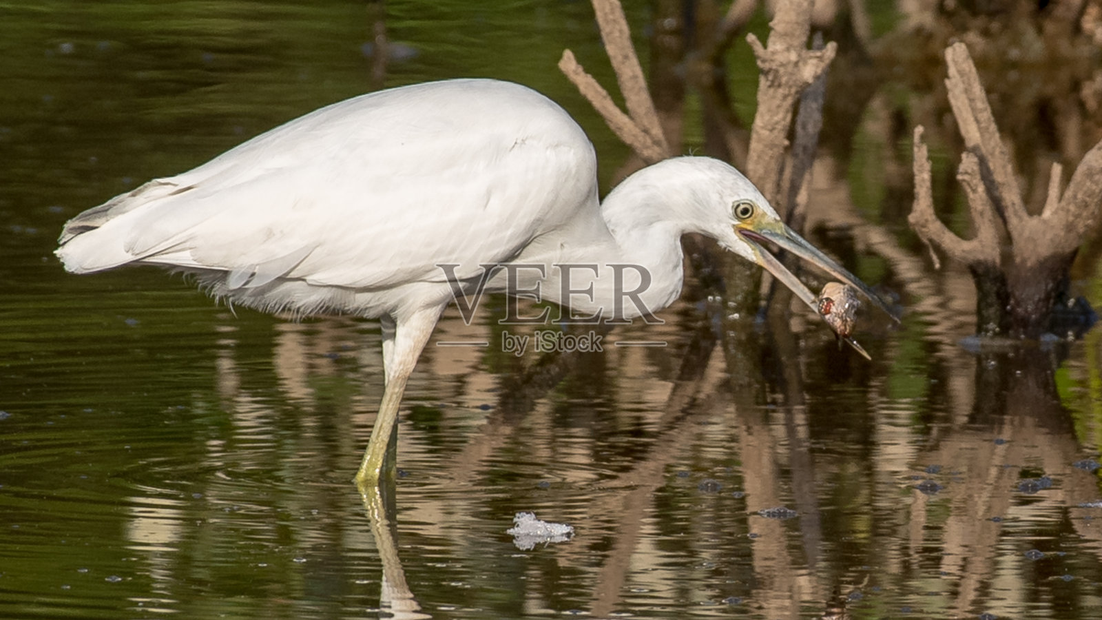 小蓝鹭正在寻找食物照片摄影图片