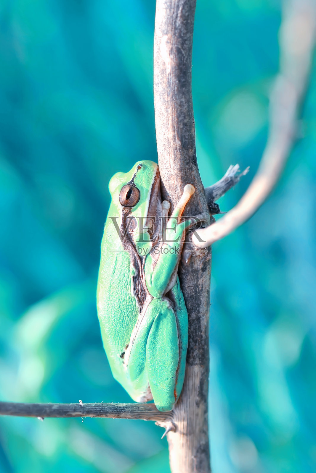 美丽的欧洲树蛙照片摄影图片