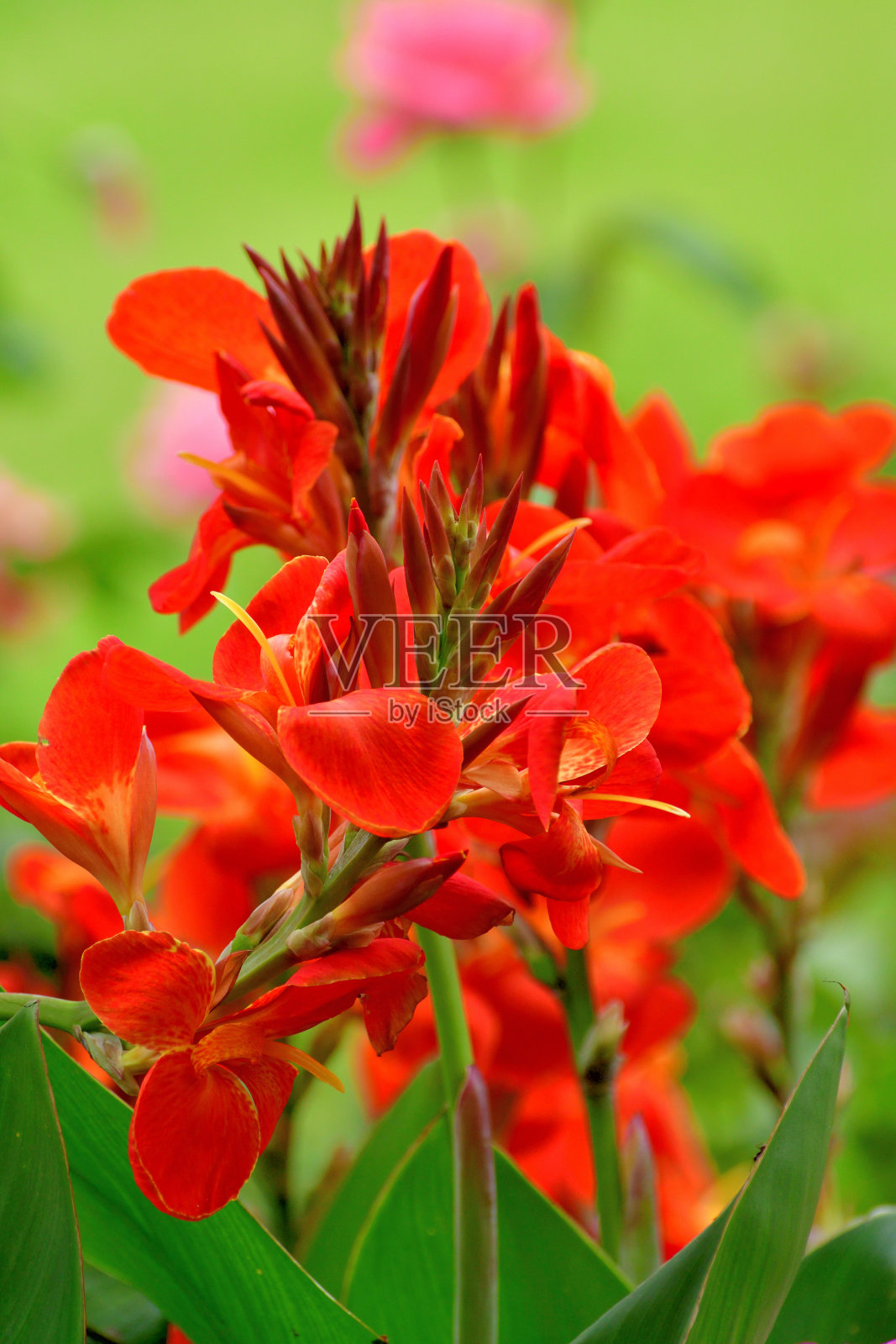 美人蕉金针菜照片摄影图片