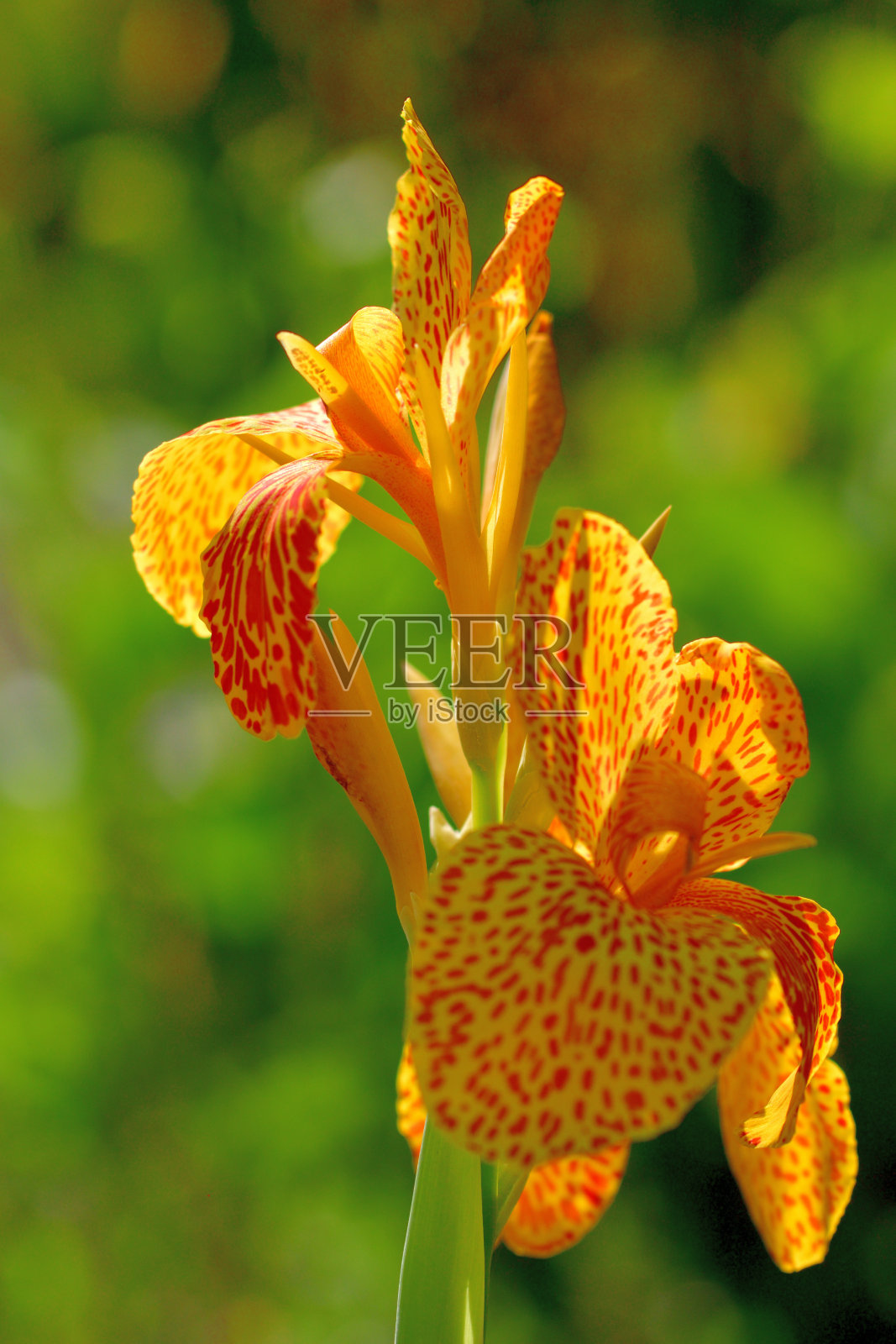 美人蕉金针菜照片摄影图片