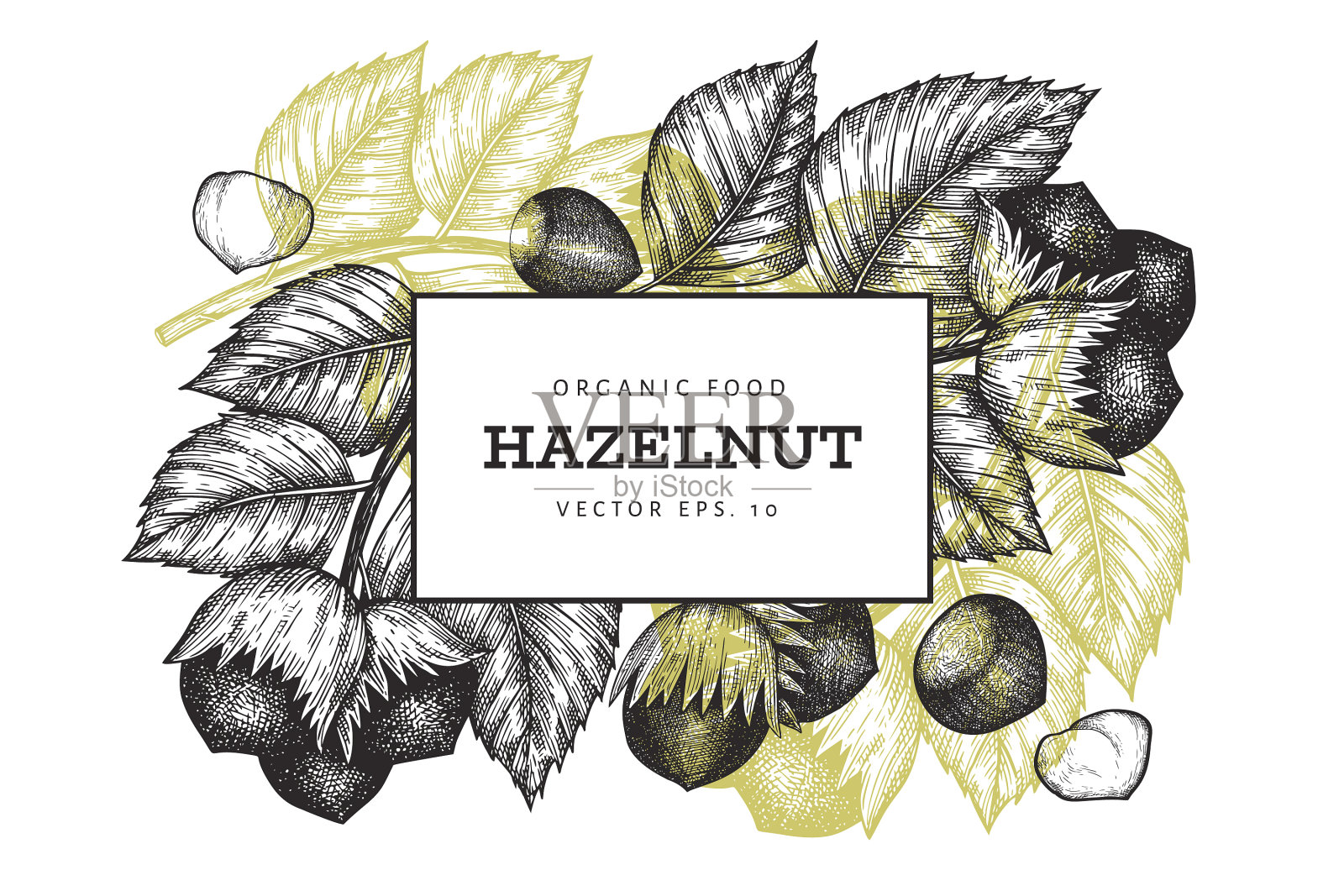 手绘草图榛子设计模板插画图片素材