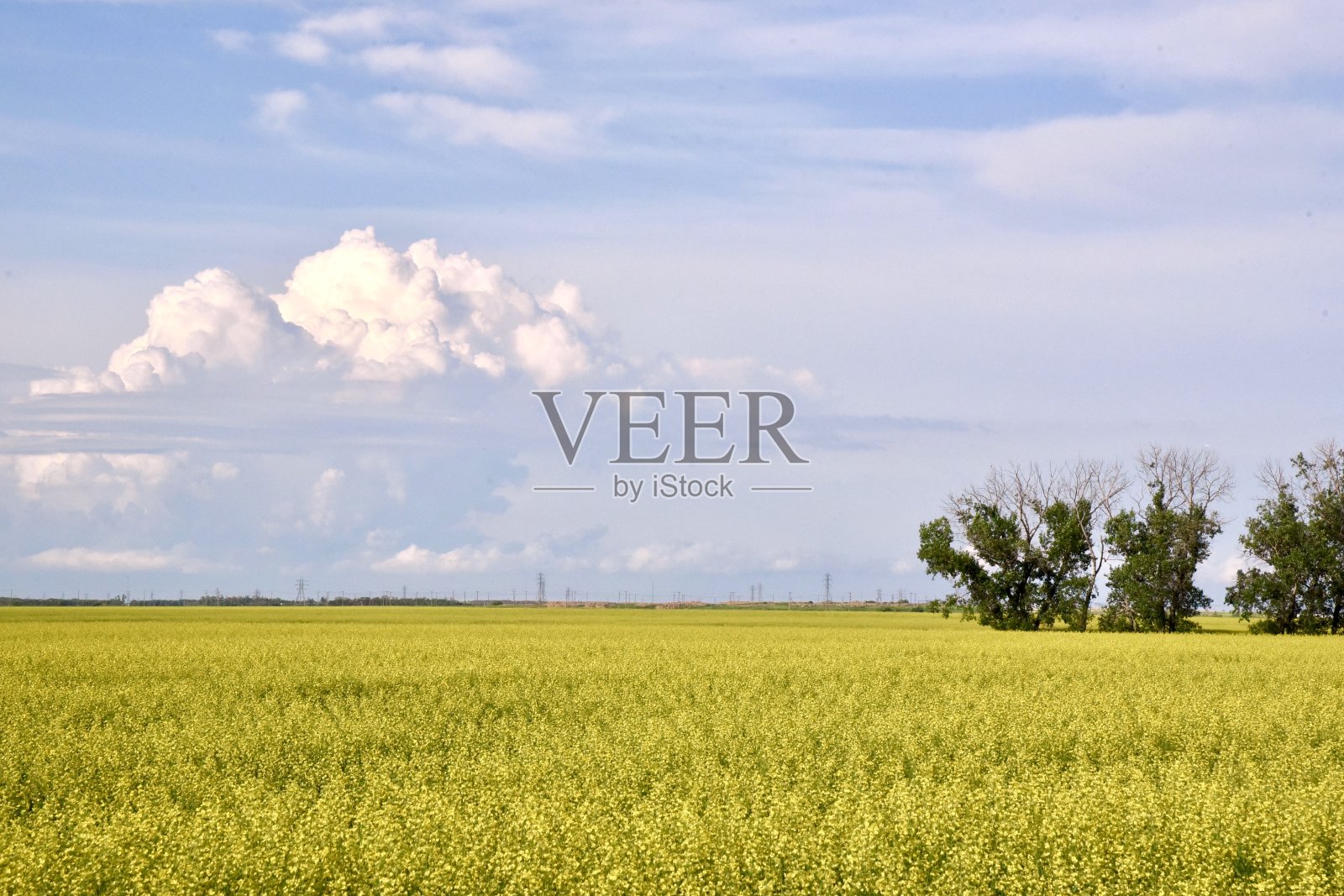 马尼托巴省油菜领域照片摄影图片