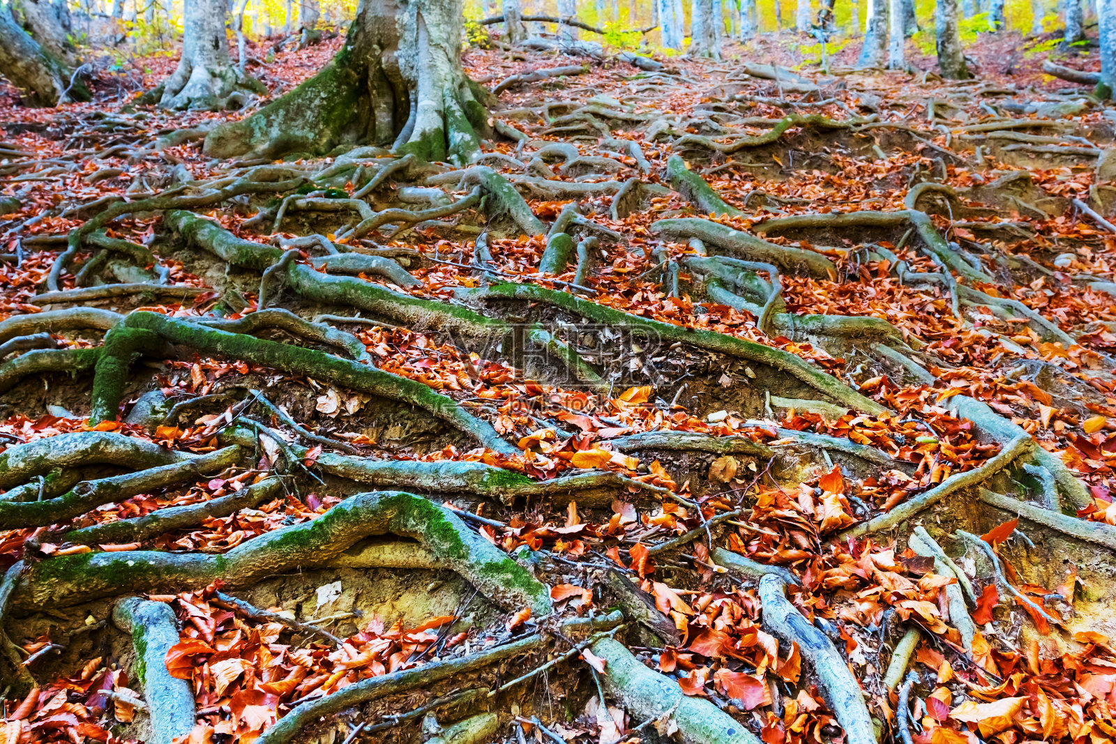 特写树根秋林照片摄影图片