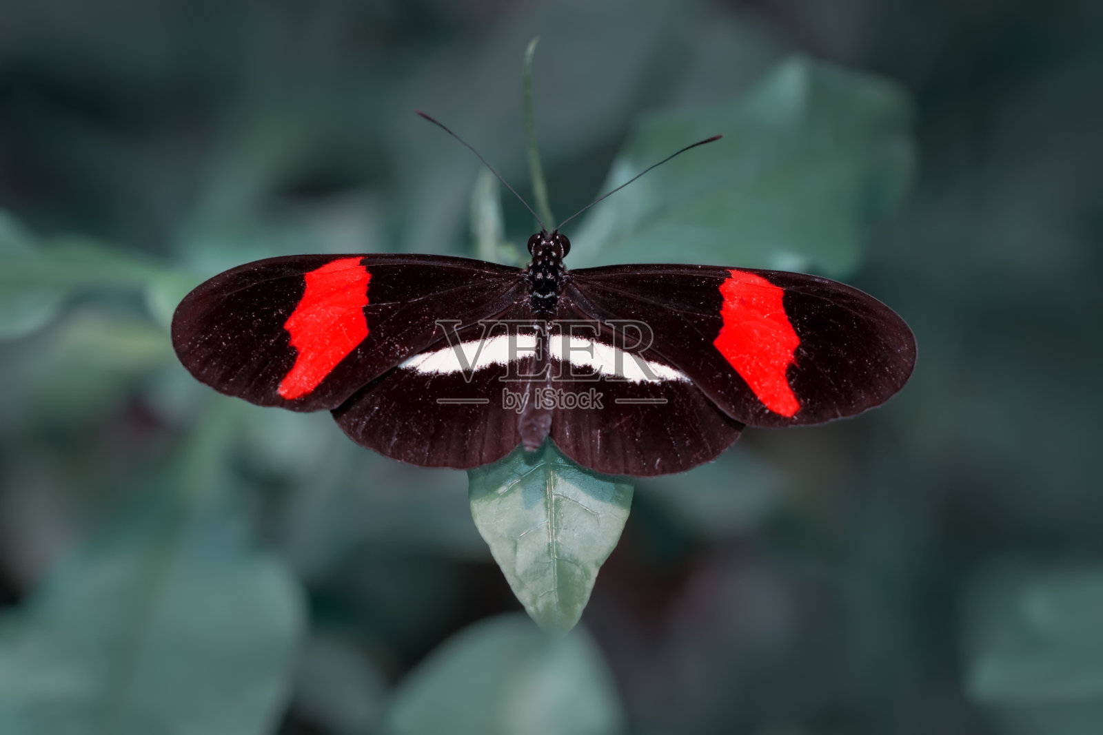 特写美丽的蝴蝶和花在花园里。照片摄影图片