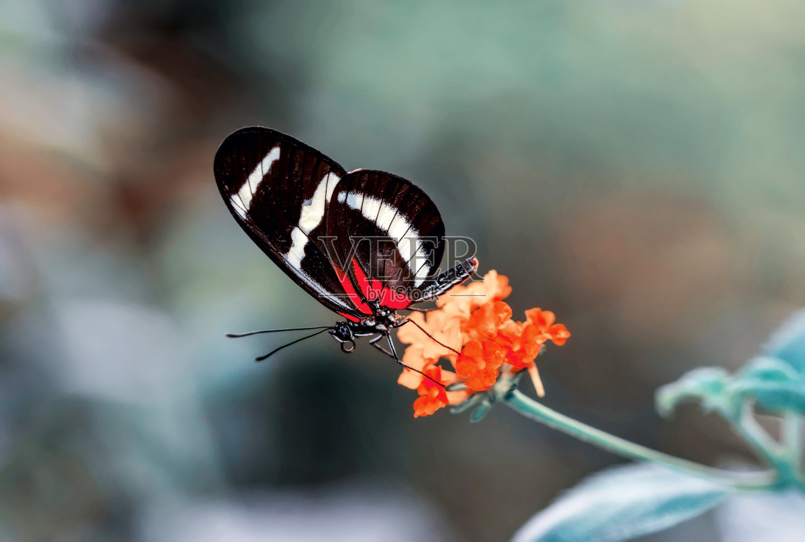 特写美丽的蝴蝶和花在花园里。照片摄影图片
