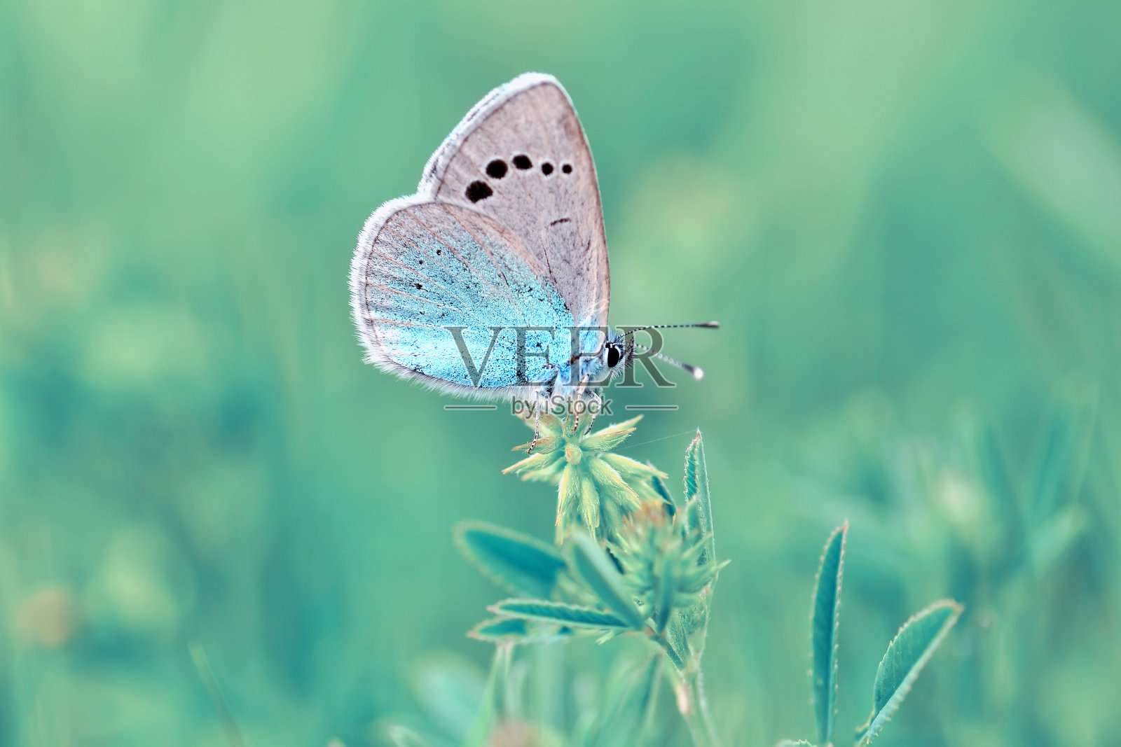 特写美丽的蝴蝶坐在花在一个夏天的花园。照片摄影图片