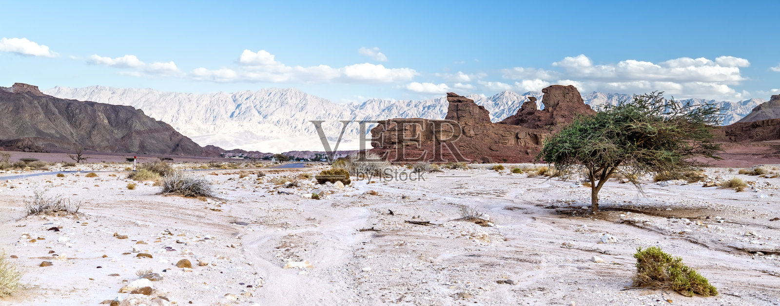 石质沙漠中孤独的相思树照片摄影图片