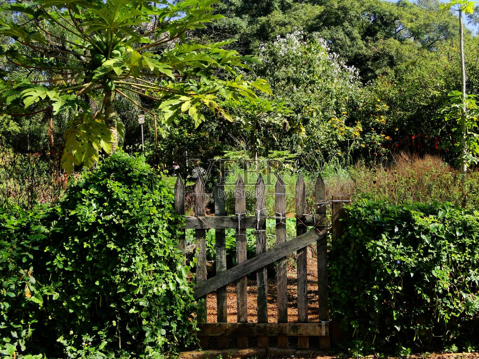 树林中的简易木门照片摄影图片