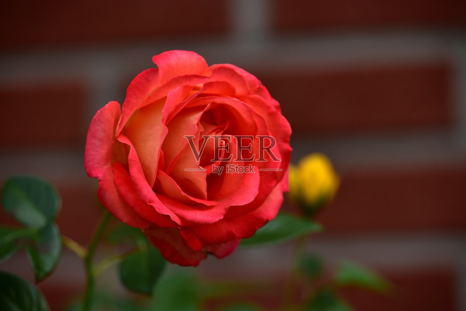 一朵盛开的花园里的玫瑰照片摄影图片