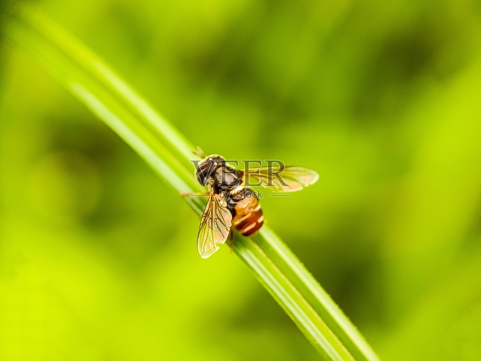 黄蜂照片摄影图片