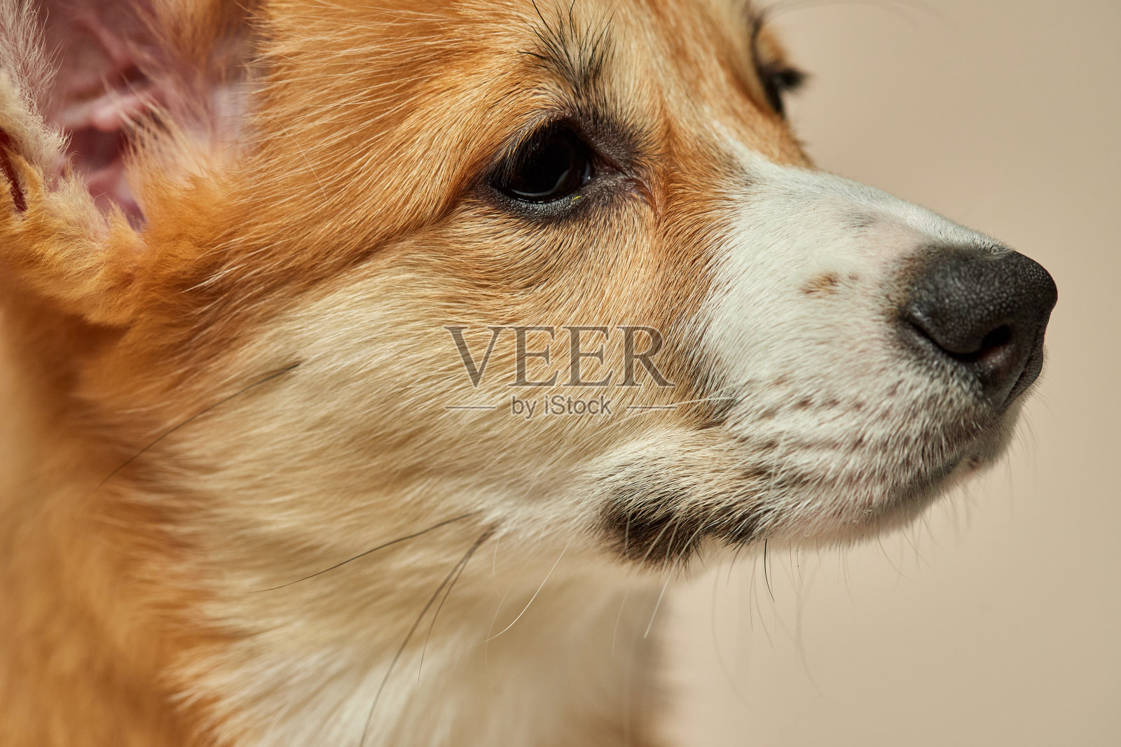 可爱的小狗威尔士柯基彭布罗克坐在灯光背景近处照片摄影图片