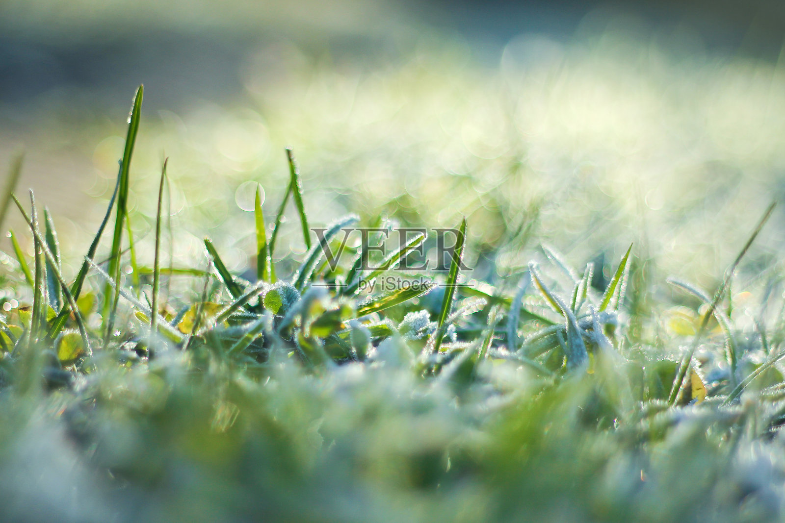 绿草上覆盖着一层霜。晚秋的第一场霜冻照片摄影图片