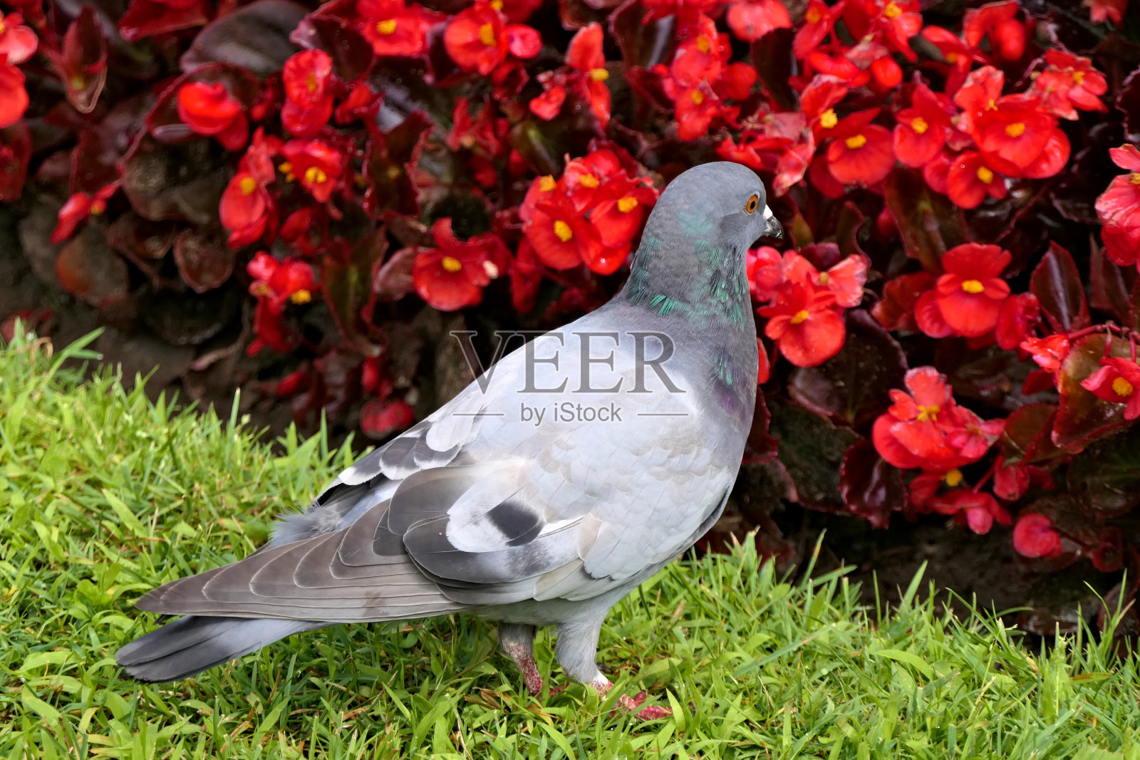 一个特写野鸽或城市鸽子在绿色草地前宏伟的红花公园照片摄影图片