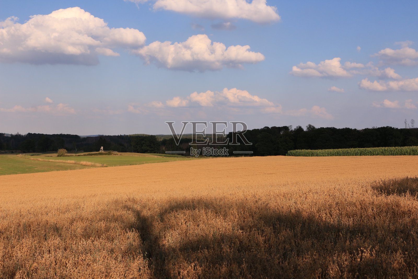 在门登田间的夏末照片摄影图片