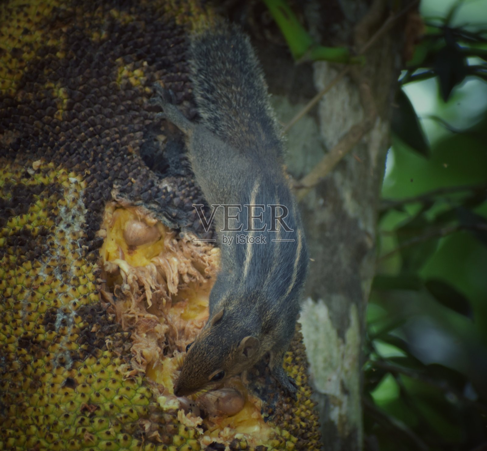 印度的松鼠照片摄影图片