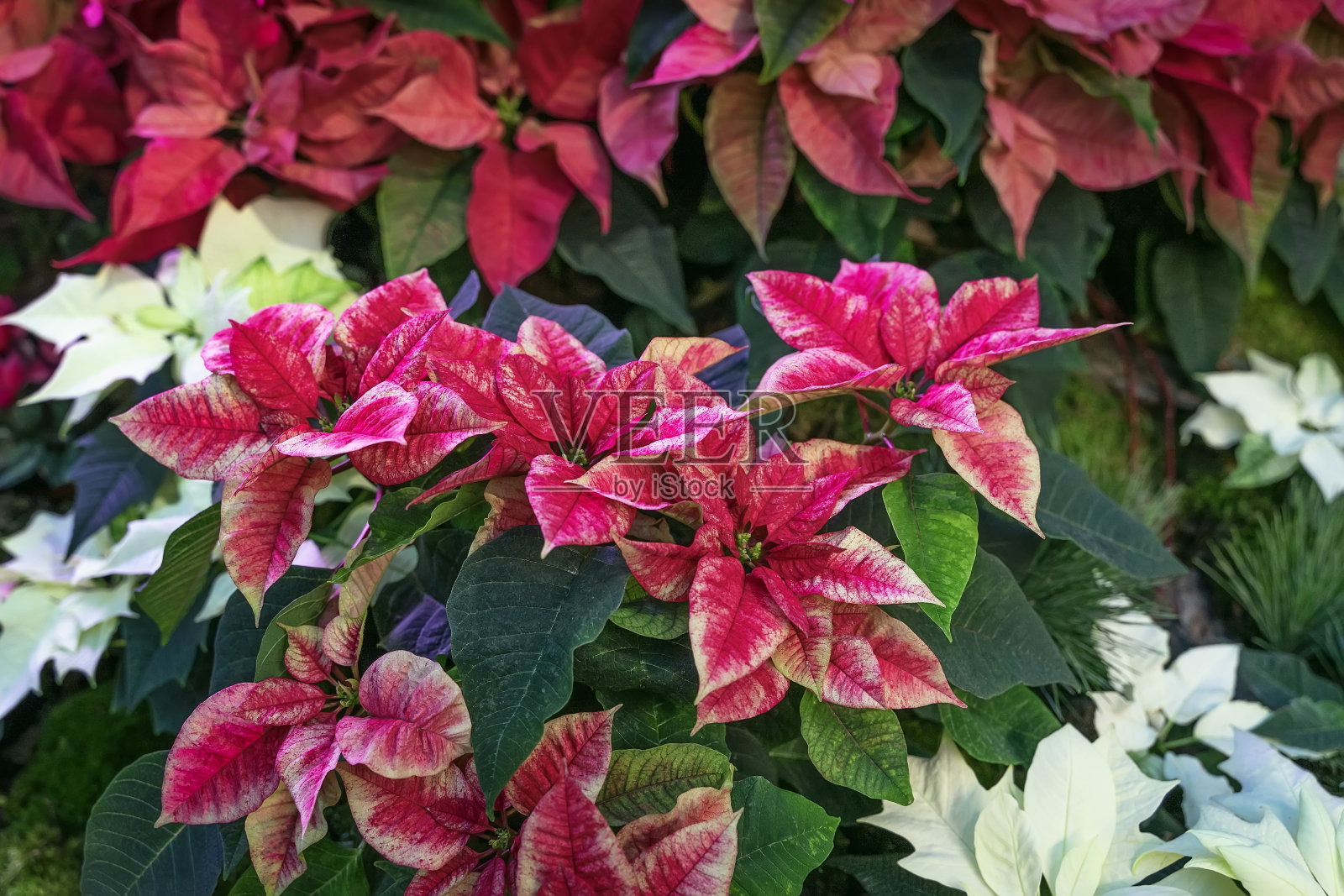 一品红，大戟，圣诞之星，独特的色调，不同的节日植物。有选择性的重点。圣诞喜庆，寒假喜庆，新年快乐照片摄影图片