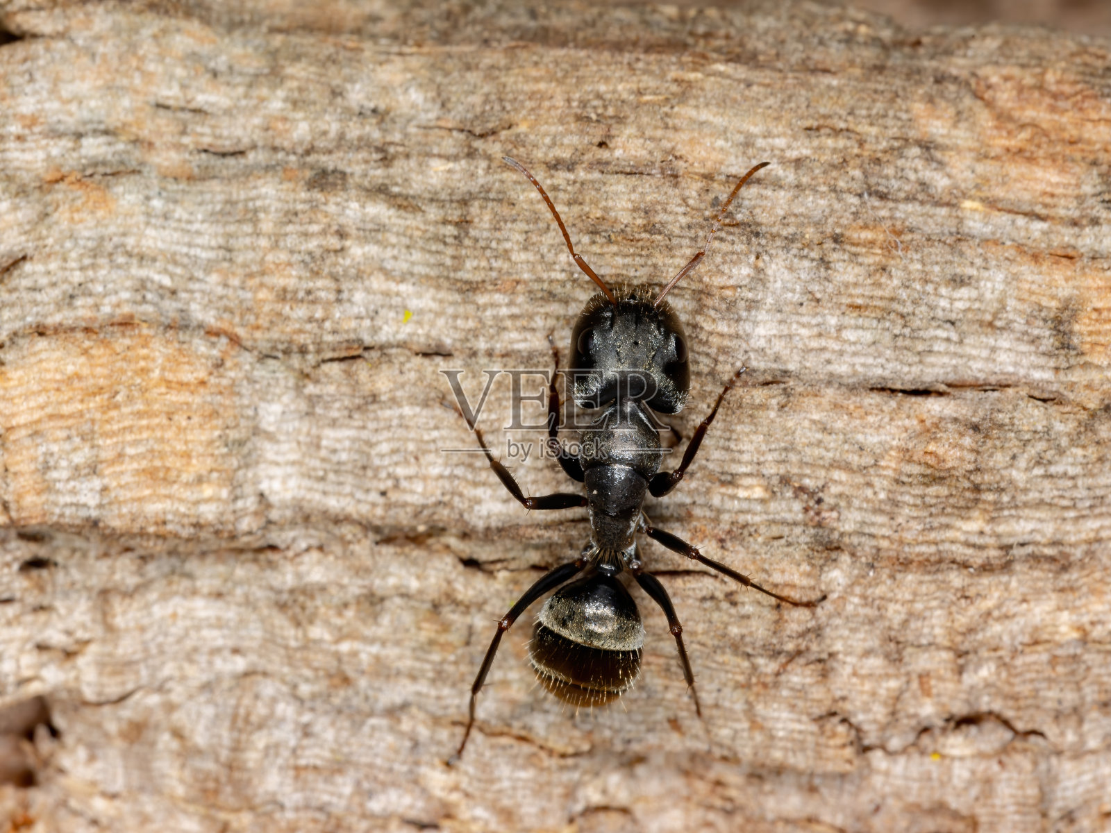 木匠蚂蚁照片摄影图片