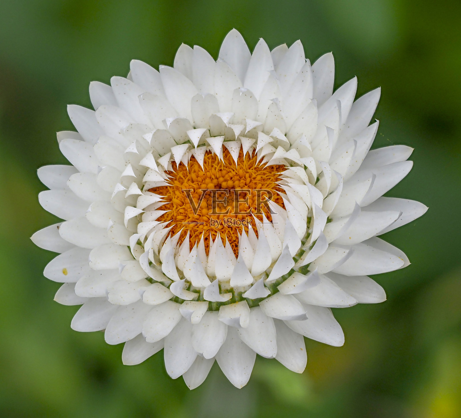 奥林匹斯聚焦叠花照片摄影图片