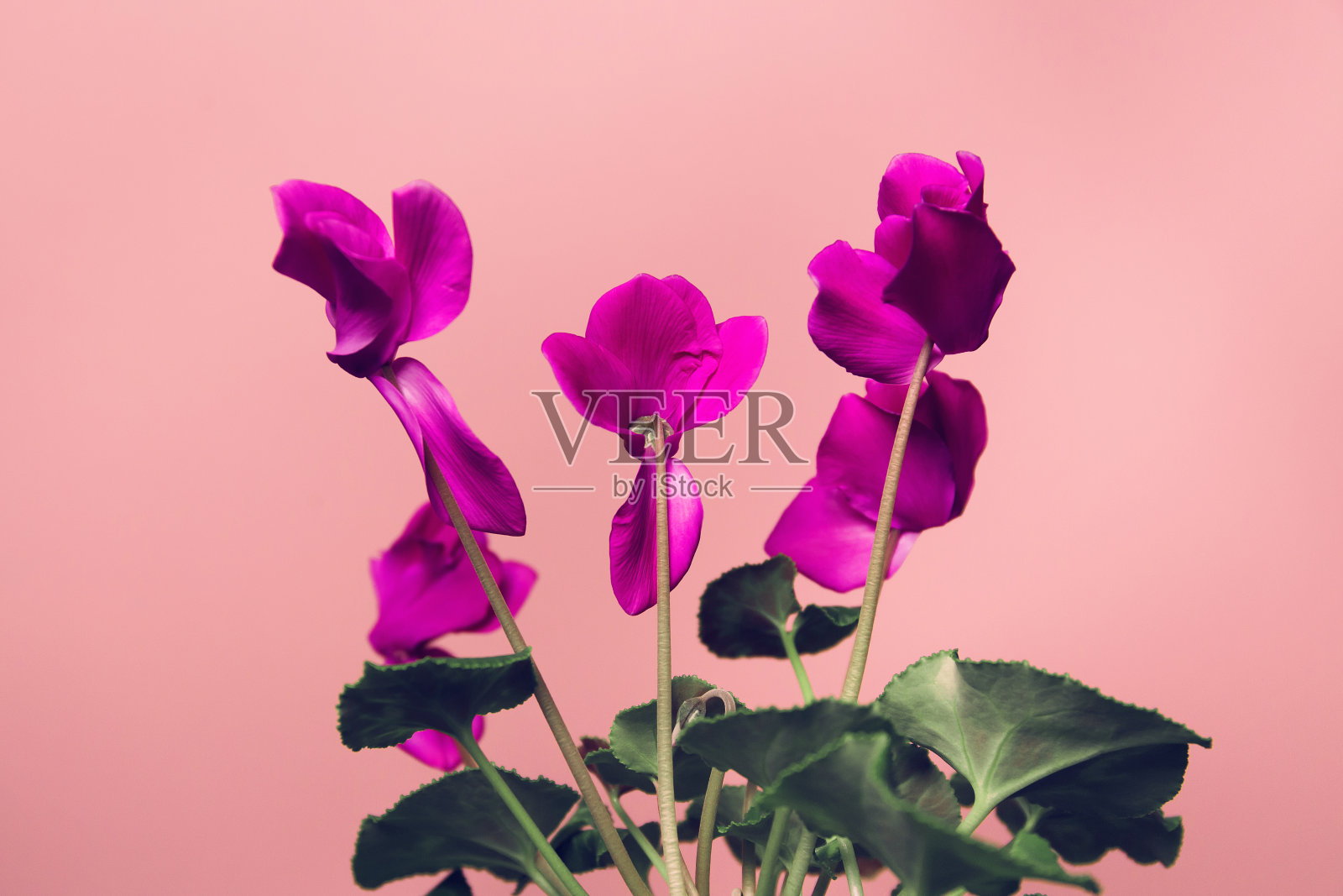 仙客来花接近彩色的背景。照片摄影图片