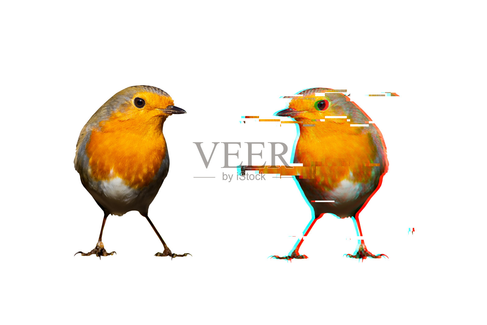 创造性的抽象本质。屏幕故障。白色背景。可爱的小鸟知更鸟。插画图片素材