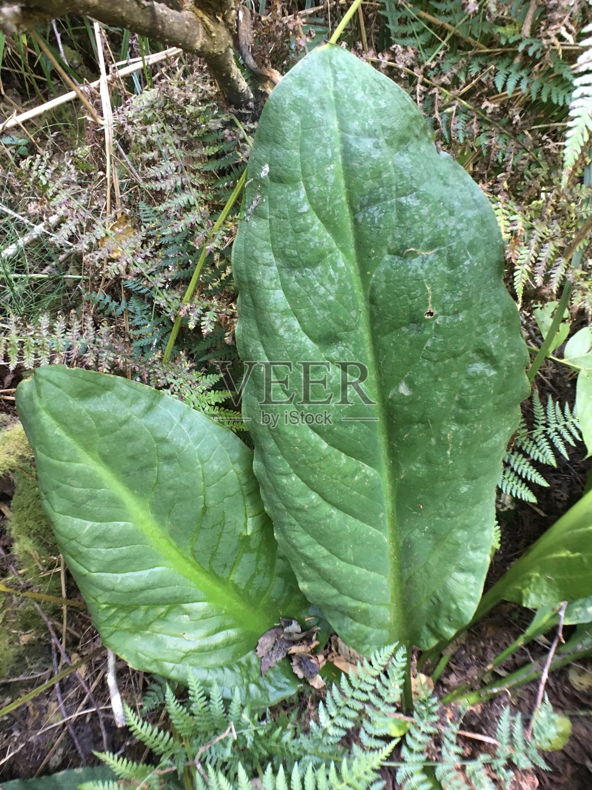 绿色生长的西部沼泽卷心菜/美洲蓟照片摄影图片