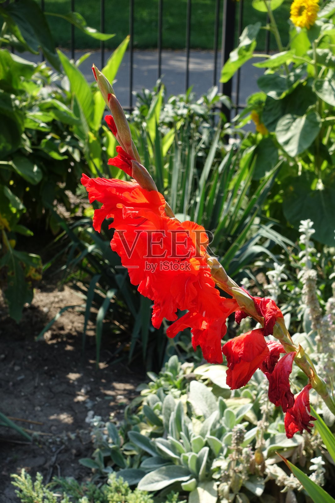 8月中旬，红剑兰的花朵照片摄影图片