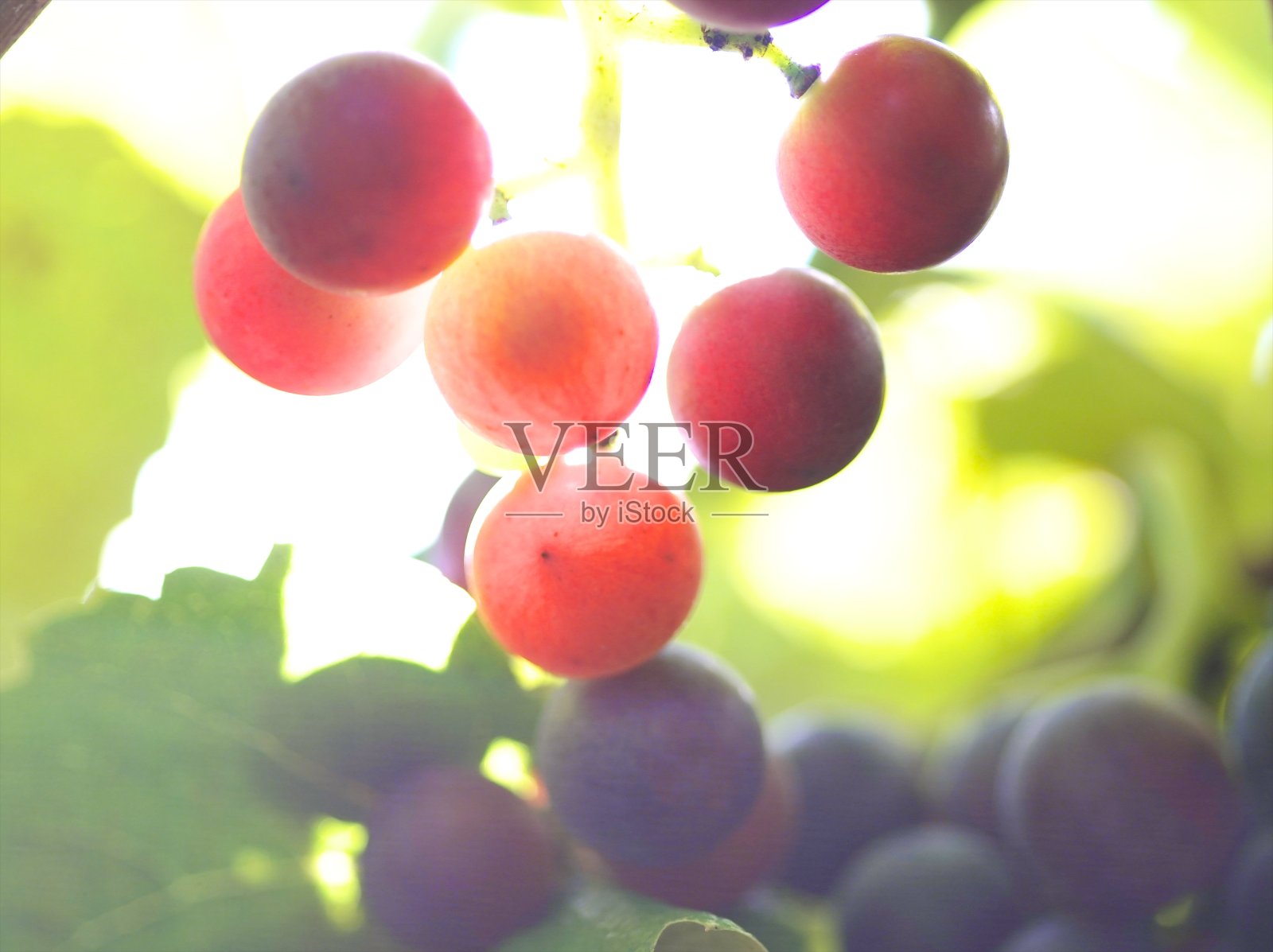 初秋的葡萄园照片摄影图片