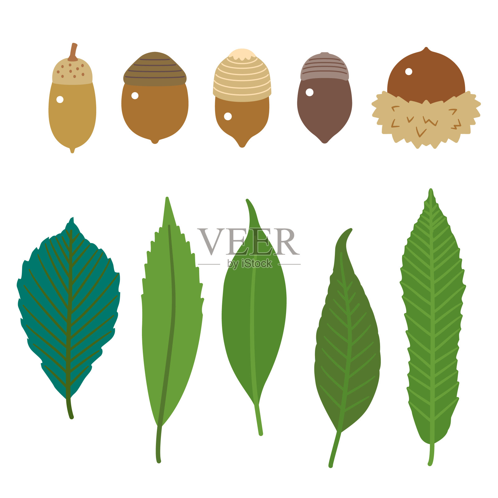橡子种子和叶/各种橡树种子/不系插画图片素材