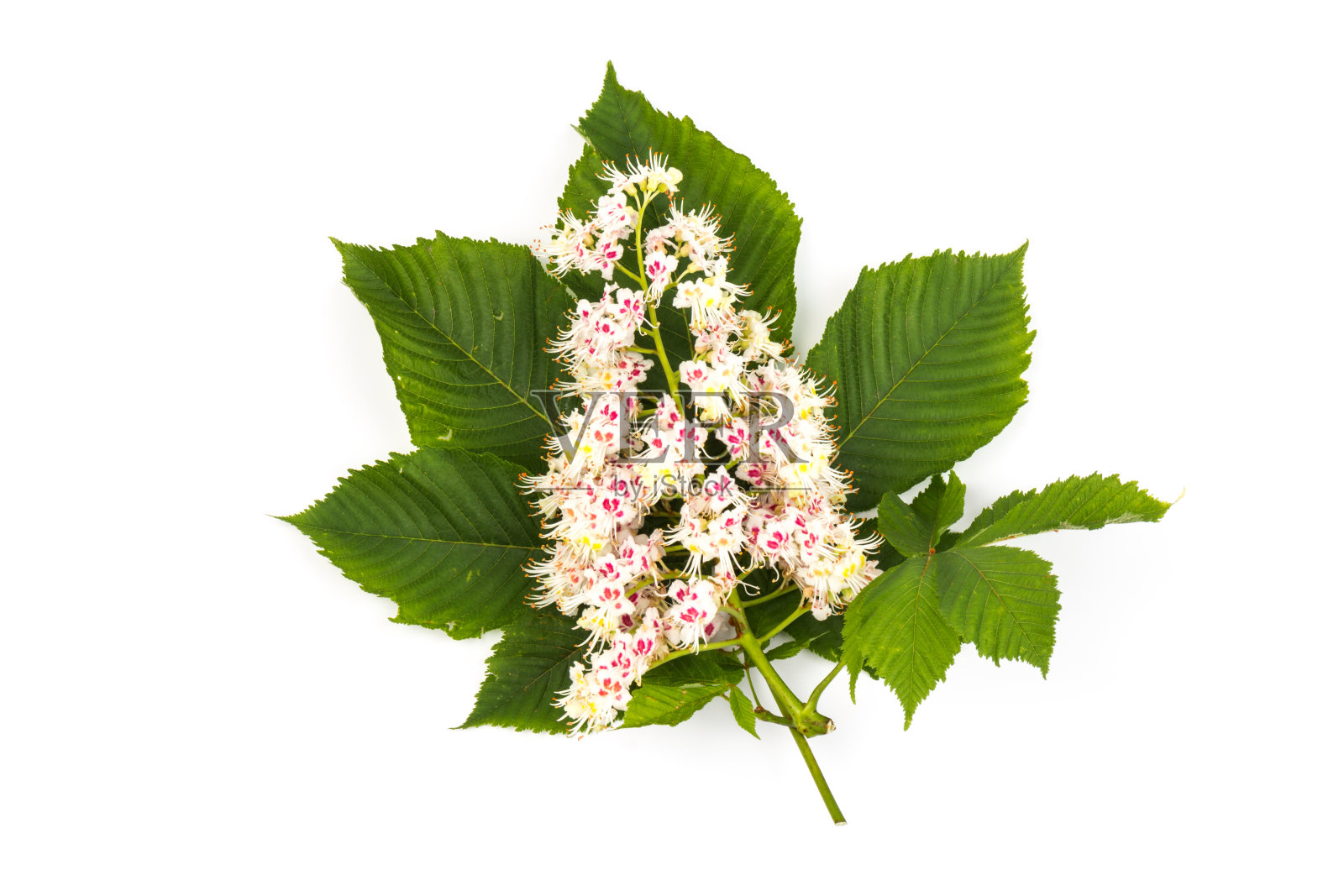 七叶树(七叶树，七叶树)花和叶在白色的背景照片摄影图片