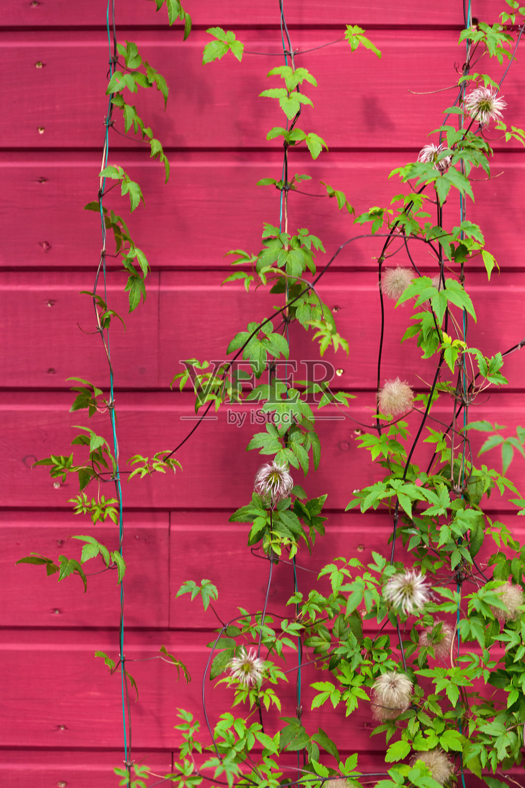 垂直园艺与攀缘铁线莲植物在花园里。美丽的红木墙和绿色的树叶照片摄影图片