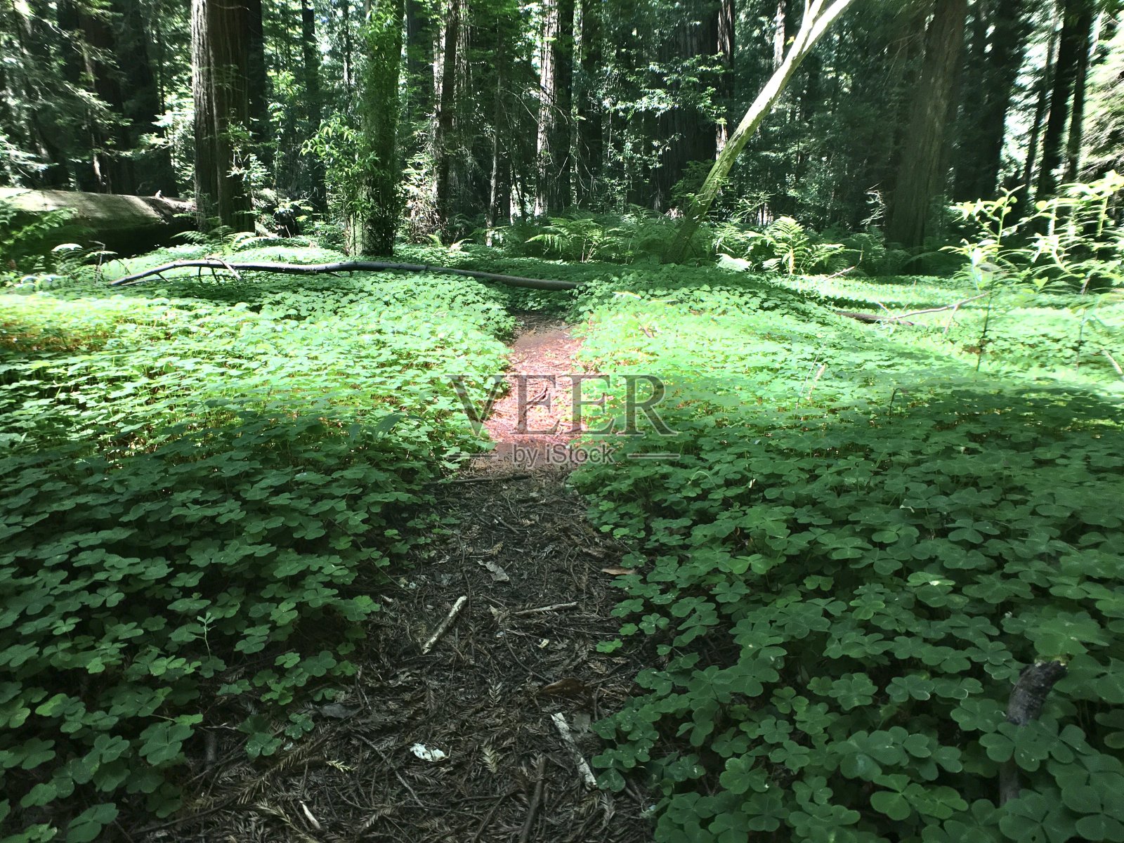 一片酢浆草的海洋照片摄影图片