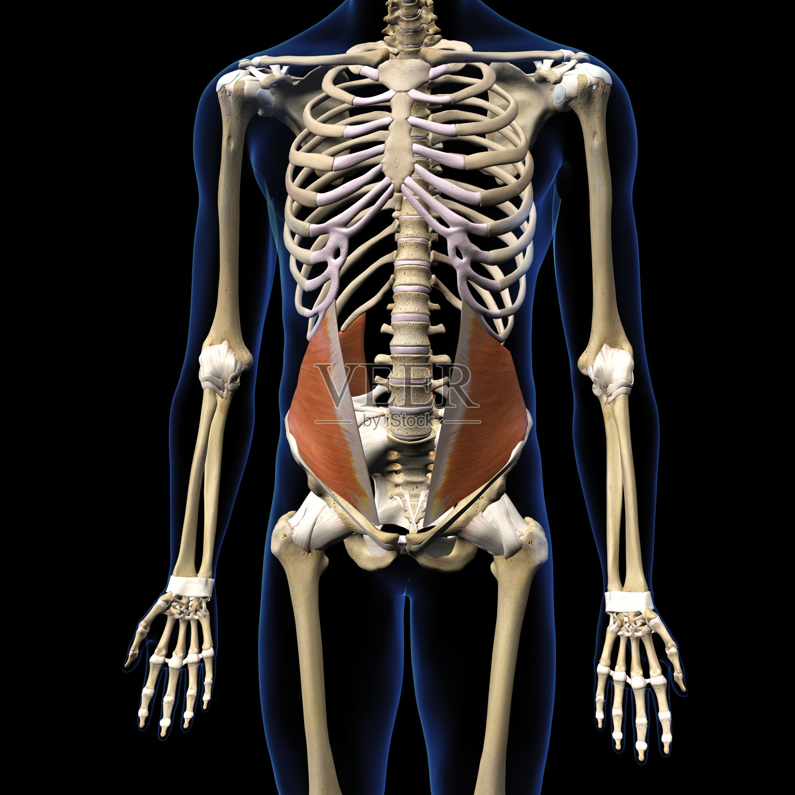 男性内部斜肌在人体骨骼上的隔离，3D渲染照片摄影图片