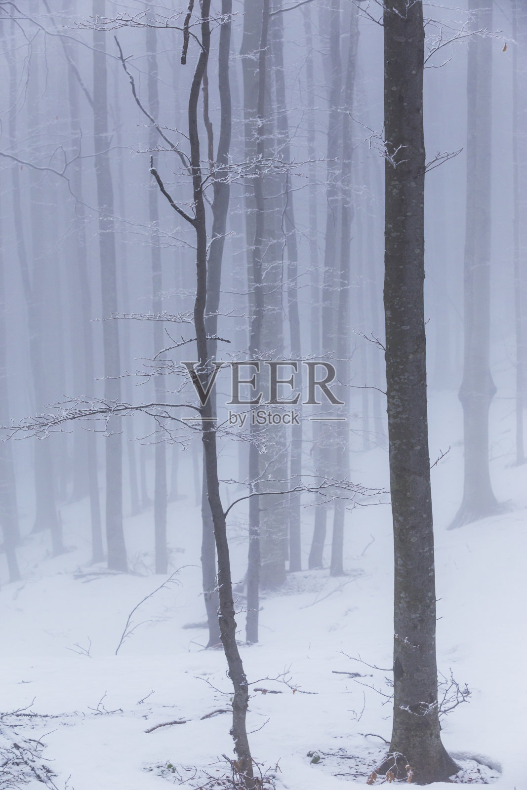 冬天的景色在山上的森林里，有霜冻和新鲜的粉状雪照片摄影图片