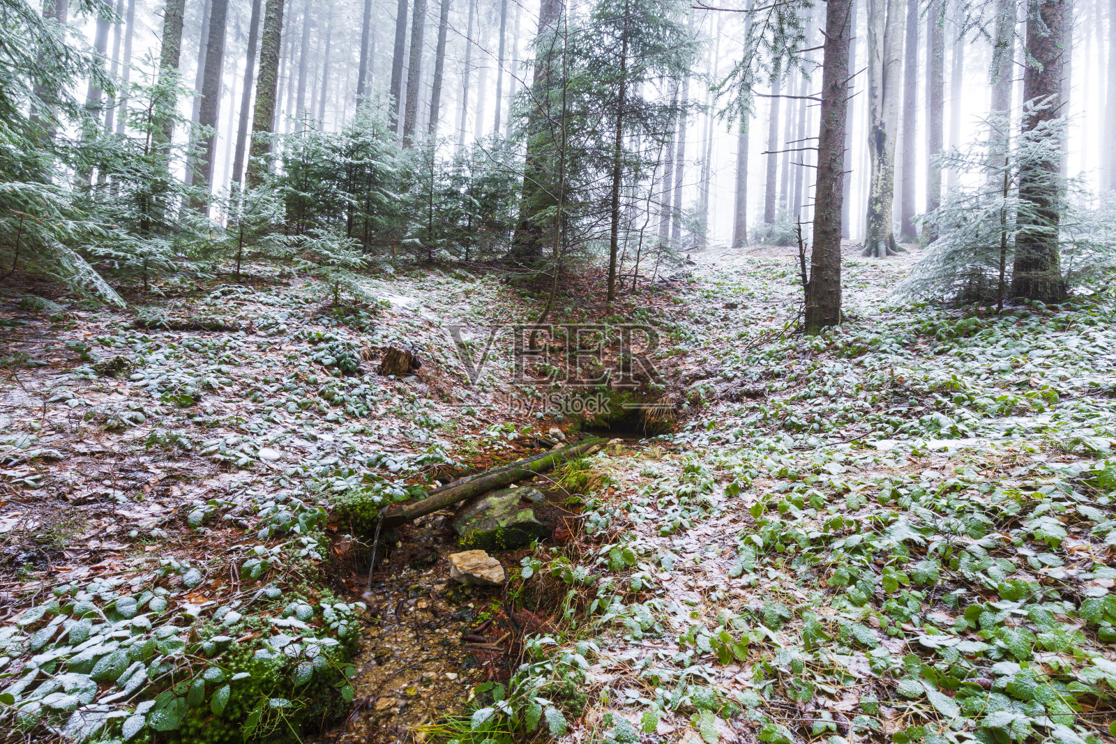 冬天的景色在山上的森林里，有霜冻和新鲜的粉状雪照片摄影图片