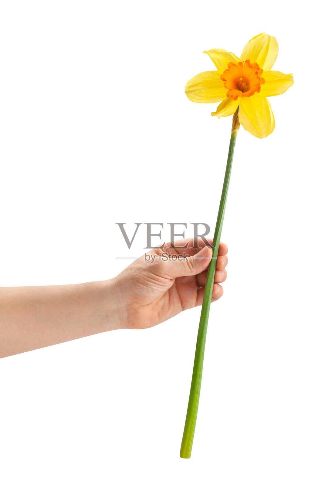 水仙在手里照片摄影图片